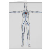 Medical Illustration: Female Circulatory System 1 (Front)