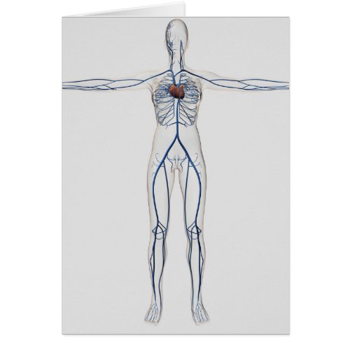 Medical Illustration Female Circulatory System 1