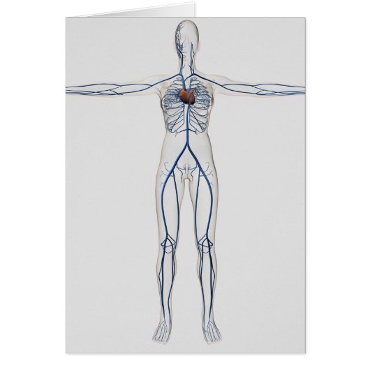 Medical Illustration: Female Circulatory System 1 (Front)