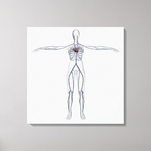 Medical Illustration Female Circulatory System 1 Canvas Print