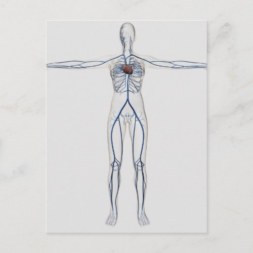 Medical Illustration Female Circulatory System 1 Postcard