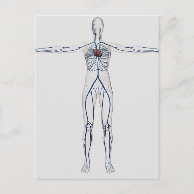 Medical Illustration: Female Circulatory System 1 Postcard (Front)