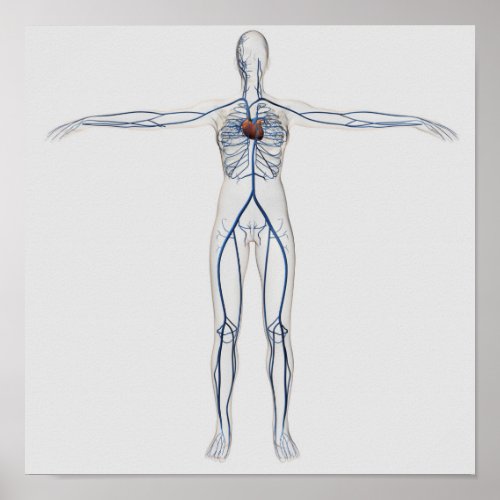 Medical Illustration Female Circulatory System 1 Poster