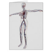 Medical Illustration: Female Circulatory System 2 (Front)