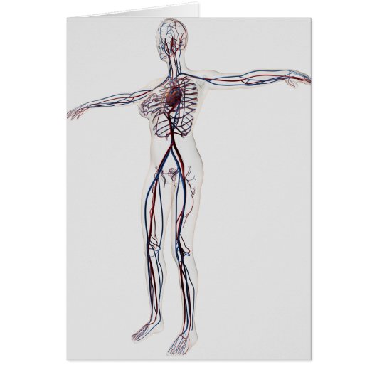 Medical Illustration: Female Circulatory System 2 (Front)