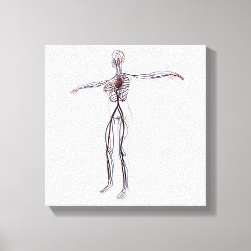 Medical Illustration Female Circulatory System 2 Canvas Print