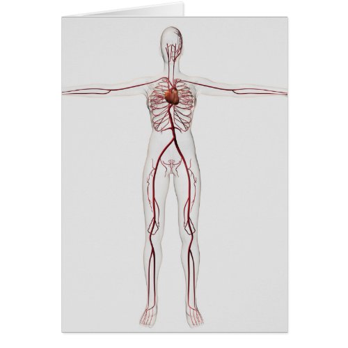 Medical Illustration Female Circulatory System 3