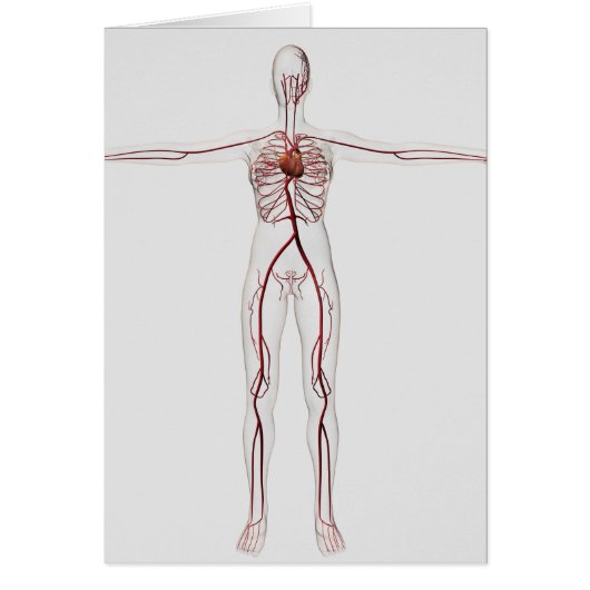 Medical Illustration: Female Circulatory System 3 (Front)