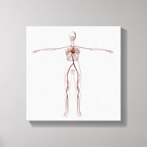 Medical Illustration Female Circulatory System 3 Canvas Print