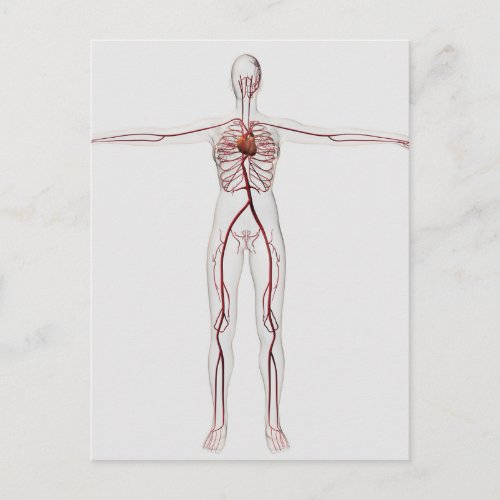 Medical Illustration Female Circulatory System 3 Postcard