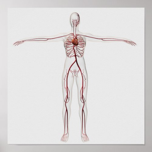 Medical Illustration Female Circulatory System 3 Poster