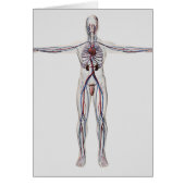 Medical Illustration: Male Reproductive System 1 (Front)