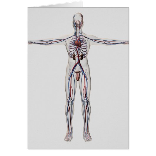 Medical Illustration: Male Reproductive System 1 (Front)