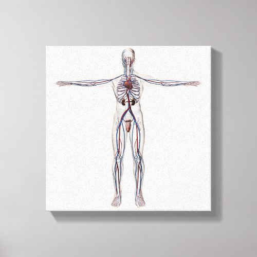 Medical Illustration Male Reproductive System 1 Canvas Print