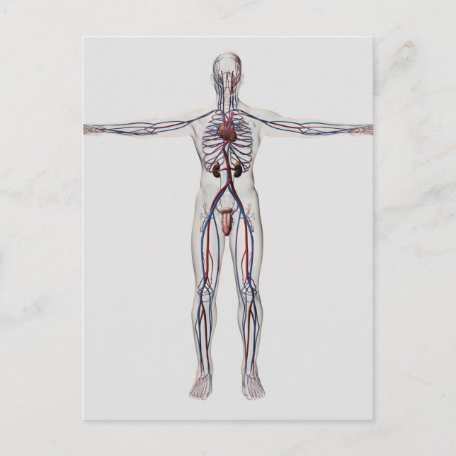 Medical Illustration: Male Reproductive System 1 Postcard (Front)