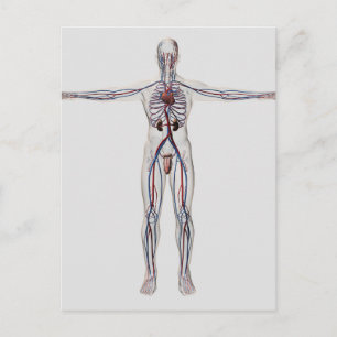 Medical Illustration: Male Reproductive System 1 Postcard