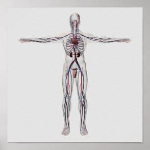 Medical Illustration: Male Reproductive System 1 Poster