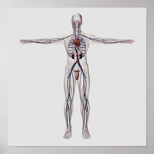 Medical Illustration: Male Reproductive System 1 Poster (Front)