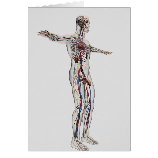 Medical Illustration: Male Reproductive System 2 (Front)