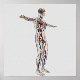 Male Anatomy Art Wall Decor Zazzle