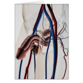 Medical Illustration: Male Reproductive System 4 (Front)