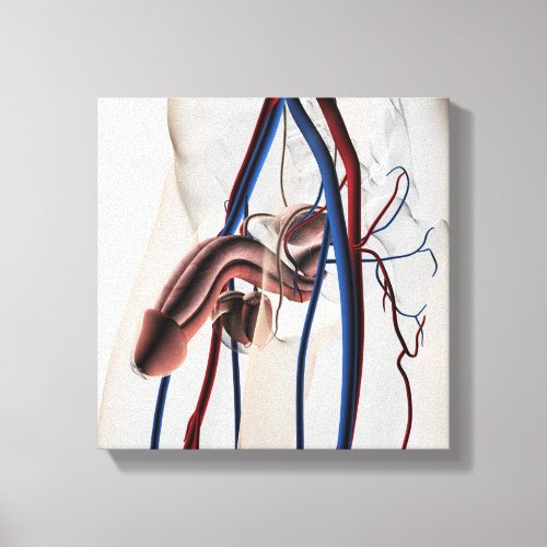 Medical Illustration Male Reproductive System 4 Canvas Print