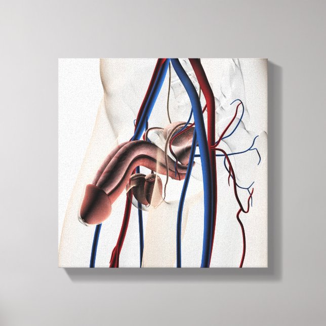 Medical Illustration: Male Reproductive System 4 Canvas Print (Front)