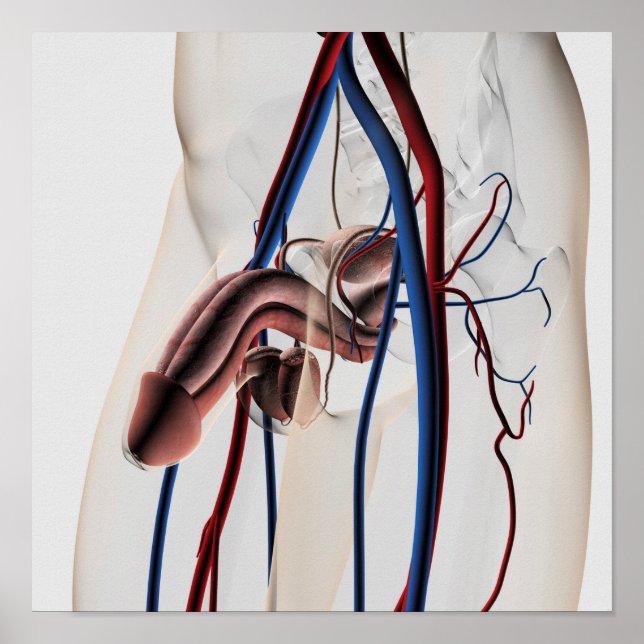 Medical Illustration: Male Reproductive System 4 Poster (Front)