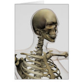 Medical Illustration Of A Woman'S Skull And (Front)