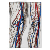 Medical Illustration Of Arteries 1 (Front)