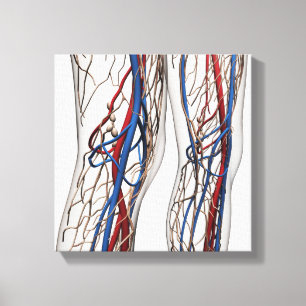 Medical Illustration Of Arteries 1 Canvas Print