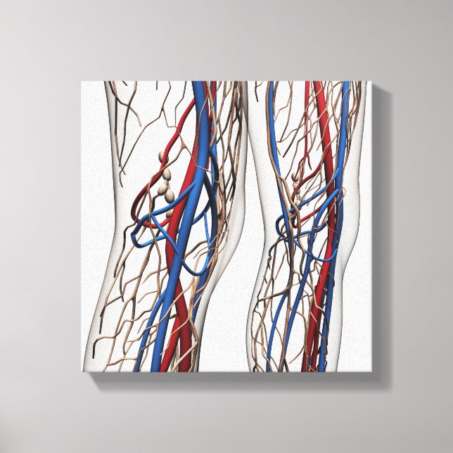 Medical Illustration Of Arteries 1 Canvas Print (Front)