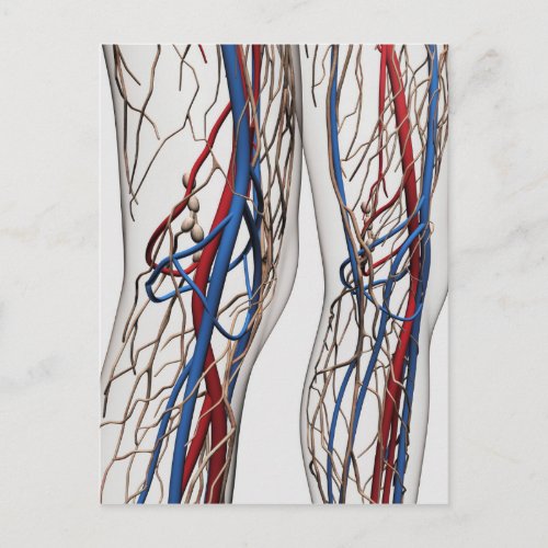 Medical Illustration Of Arteries 1 Postcard