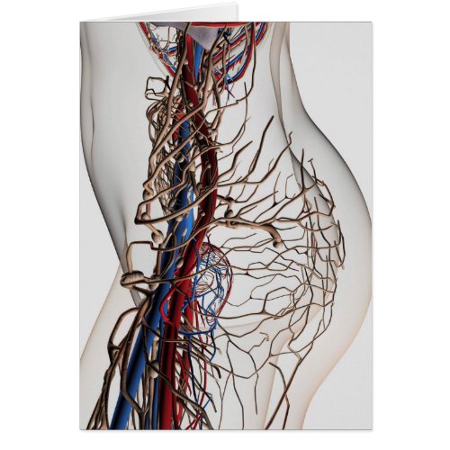 Medical Illustration Of Arteries 2