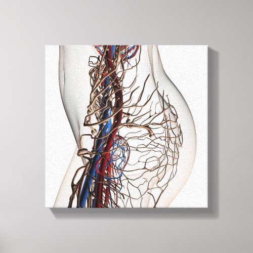 Medical Illustration Of Arteries 2 Canvas Print