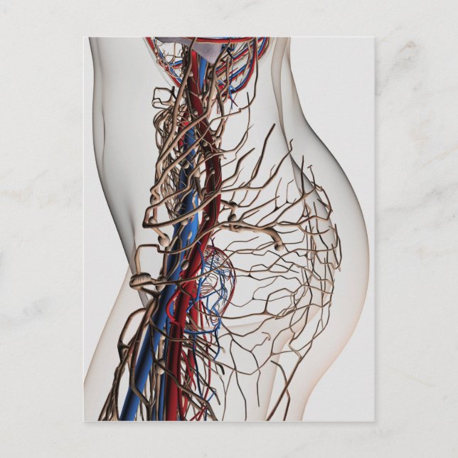 Medical Illustration Of Arteries 2 Postcard (Front)