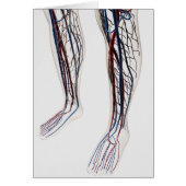 Medical Illustration Of Arteries 3 (Front)