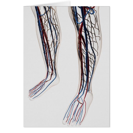 Medical Illustration Of Arteries 3 (Front)