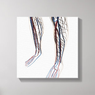 Medical Illustration Of Arteries 3 Canvas Print