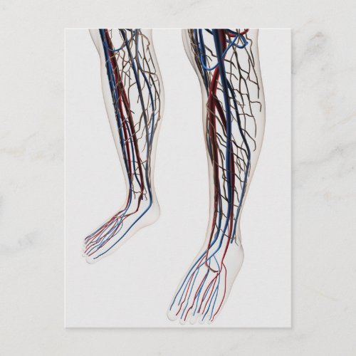 Medical Illustration Of Arteries 3 Postcard