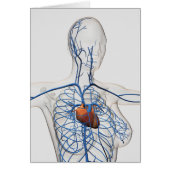 Medical Illustration Of Circulatory System (Front)