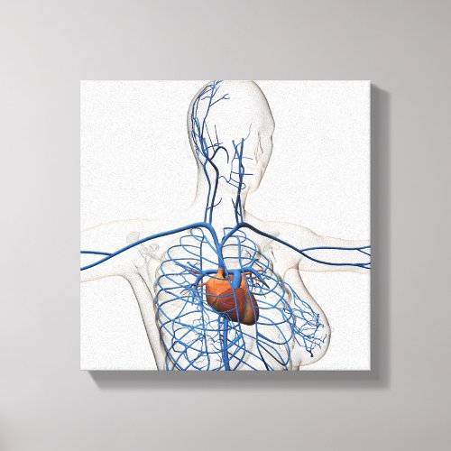 Medical Illustration Of Circulatory System Canvas Print