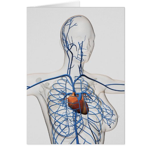 Medical Illustration Of Circulatory System Cards (Front)