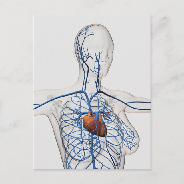 Medical Illustration Of Circulatory System Postcard (Front)