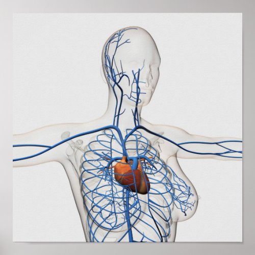 Medical Illustration Of Circulatory System Poster