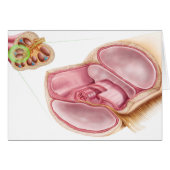 Medical Illustration Of Endolymph (Front Horizontal)