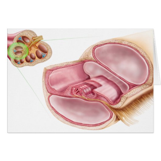 Medical Illustration Of Endolymph Cards (Front Horizontal)