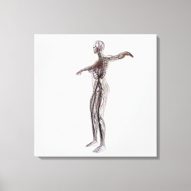 Medical Illustration Of Female Arteries, Veins Canvas Print (Front)
