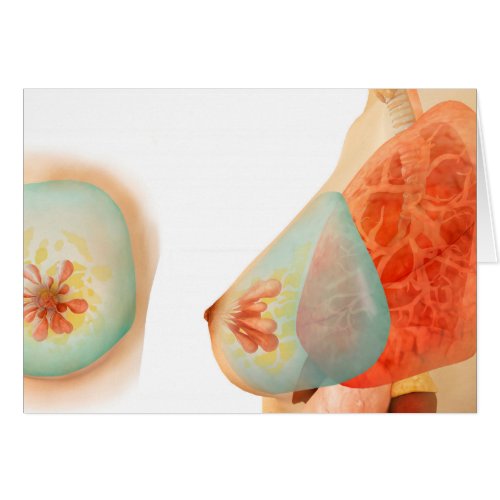 Medical Illustration Of Female Breast