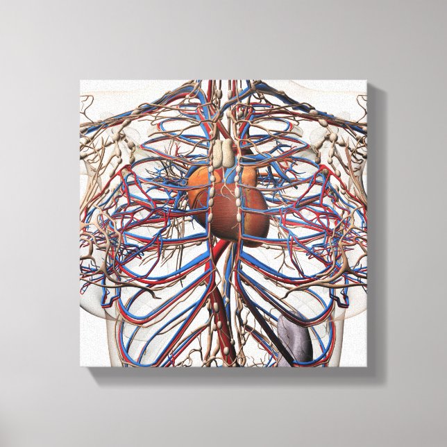 Medical Illustration Of Female Breast Arteries Canvas Print (Front)